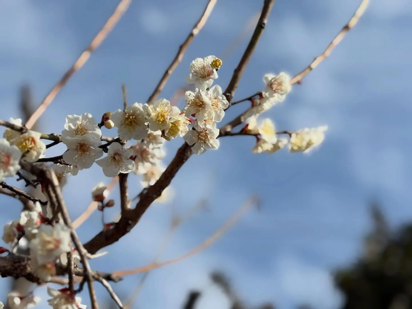 庭の梅の木も芽吹き始め春を感じさせます☘️