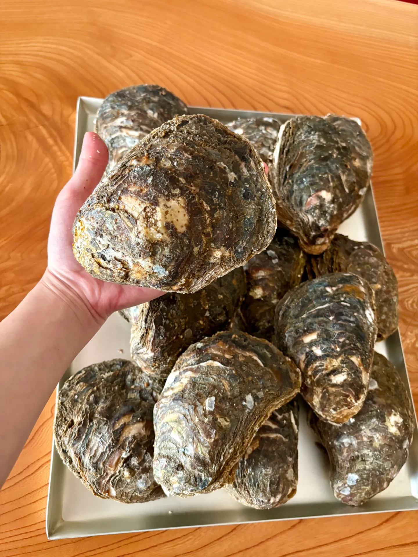 佐久島産岩ガキ