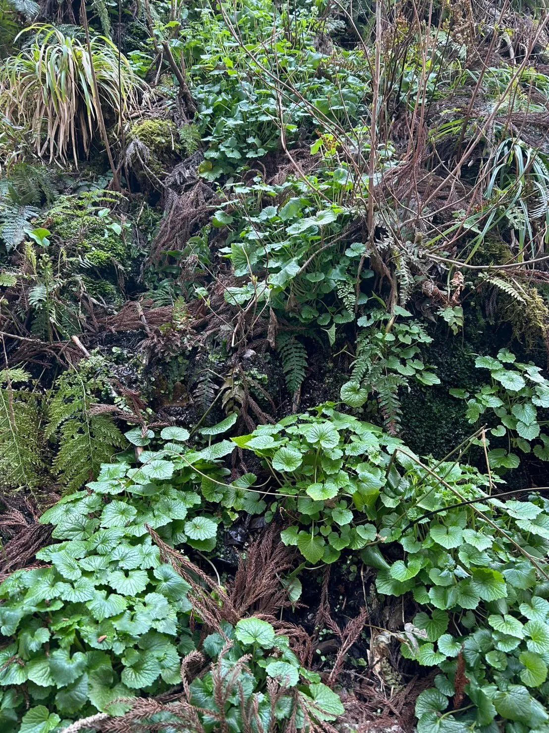 おはようございます🌸