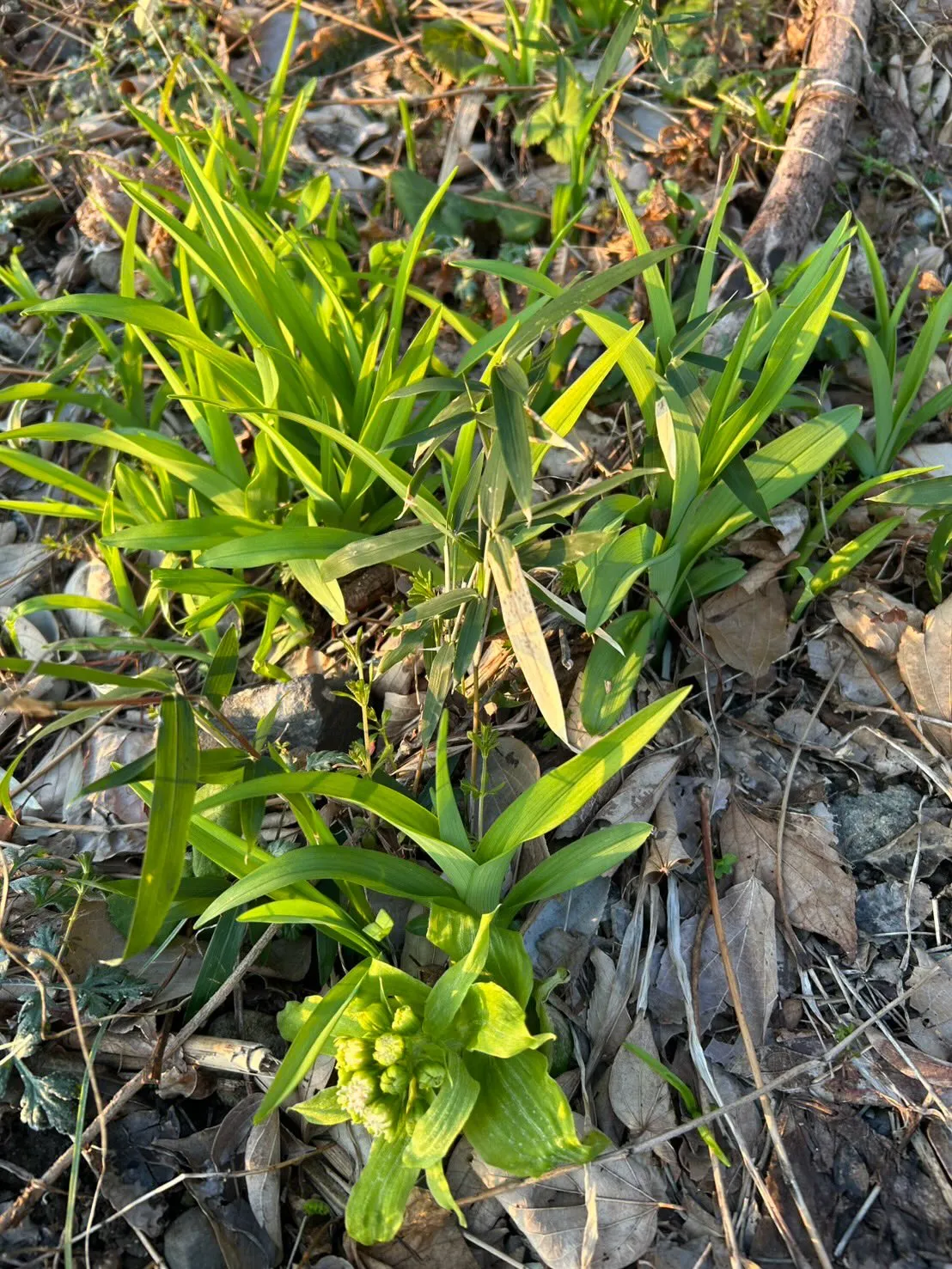 おはようございます🌸
