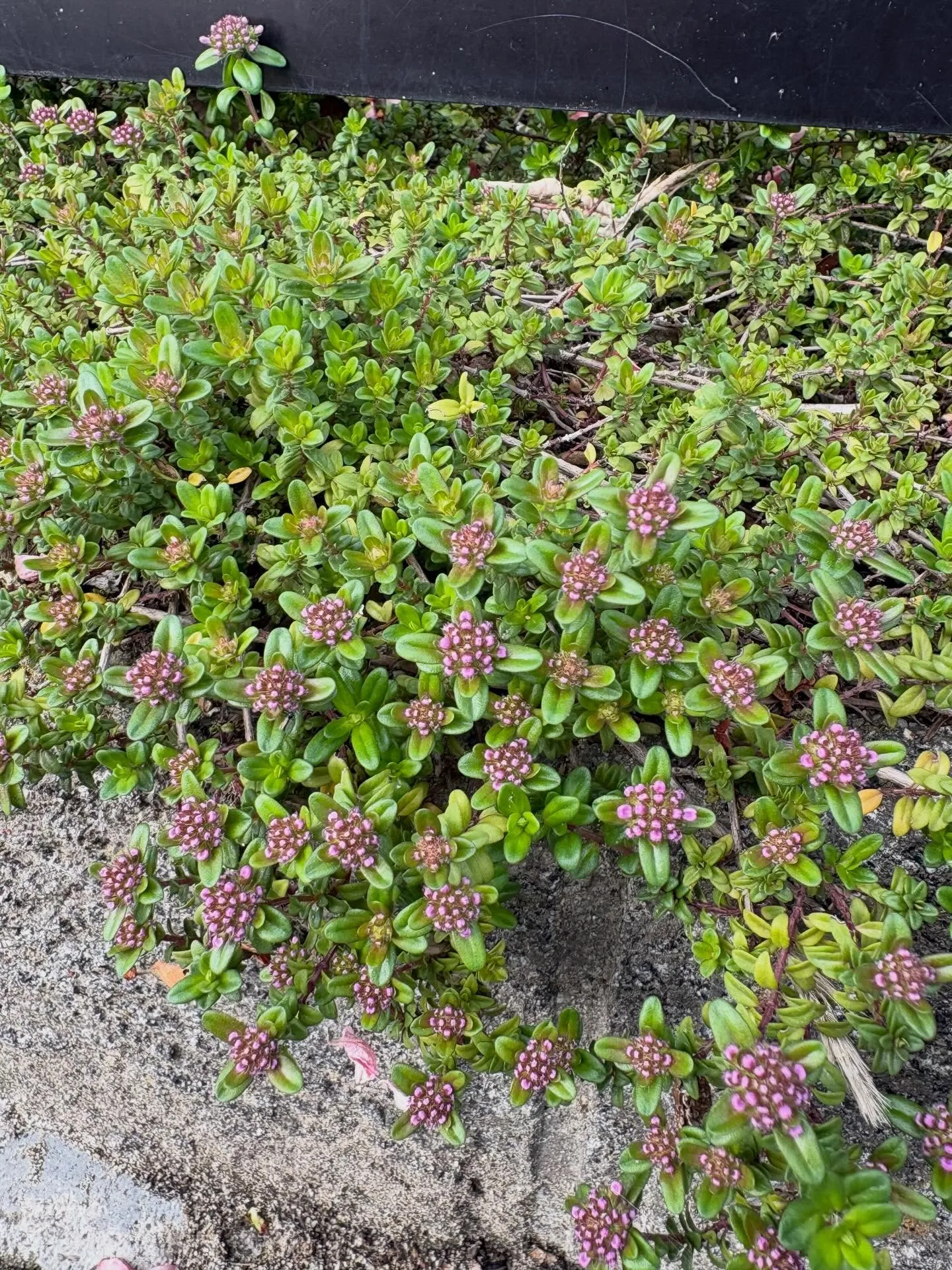 今日は暖かい一日ですね☀️