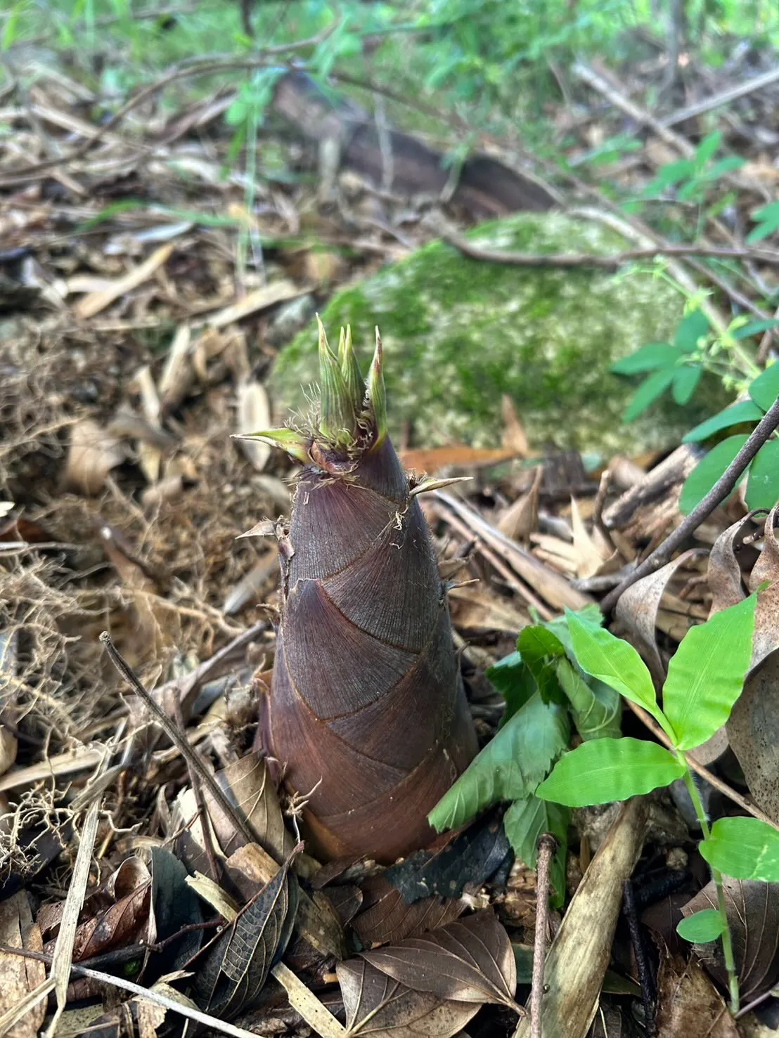 新鮮な山菜が手に入る季節です✨ 